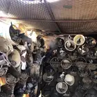 حمام زاجل وعربي مخلط تقريب ا 100 جوز و البيع جملة