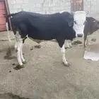 بقر حسلان