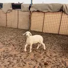 داغور تم البيع الله يبارك له