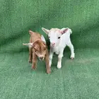 ماعز قزم جوز أمريكي تشيكي