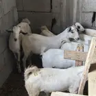 تيوس بلدي بيشي