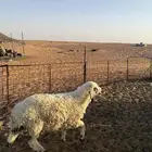 خرفان طيبه جذعان