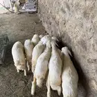 بهم