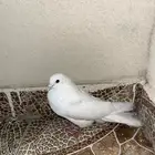 حمام للبيع