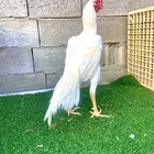 جوز سندي نسل عم غبشان