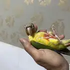 ببغاء كنيور وليف جدا
