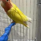 روز