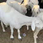 ضان للبيع اللعدد 2