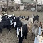 جفرات وتيوس المندي