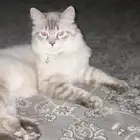 اللي قطته الانثى بحاجة للتزاوج