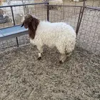 خروف نعيمي