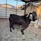 تيس فحل
