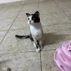 كتن كاليكو للتبني