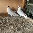 زاجل ابيض صك