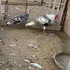 زوج ديك رومي