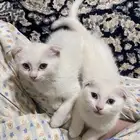 قطط سكوتش للتبني