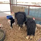 غنم نجد خلفات ثنوات