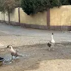 زوج وز عراقي