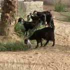 خمس جمد مقنوي