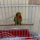 عصفور