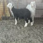 بهم نجد رخال نجد