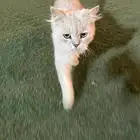 بسه للبيع