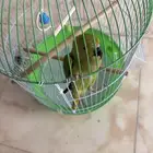 ببغاء دره أليف متكلم