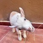 ماعز قزم