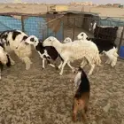 نعجه حريه سدس. نعجه حاله طيب. ونعجه شرط