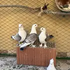 حمام حب الرمان