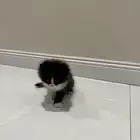 قطه للبيع