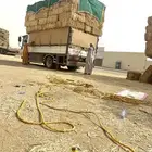 تبن قمح شد جندير