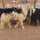 غنم نجد للبيع العد 9والفحل العاشر