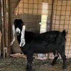 معزا عوارض صنف