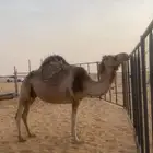ناقه اصيل حيل