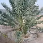 نخله نوع شكل