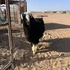 رخل للبيع