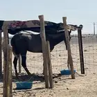 حصان جزيري عمر 3 سنوات الي أربع معسوف وهادي مأخذ كل جرعات