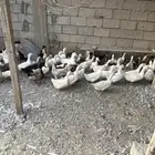 بط بكيني منتج للبيع