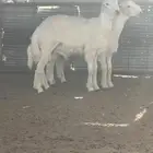 بسم الله الرحمن الرحيم افلح من ذكرالله وصلى على النبي