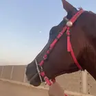 حصان انقليزي البيع  السوم 1000 ريال