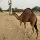 قعود لباني