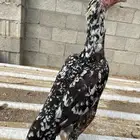 دجاج سندي للبيع