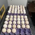 بيض رومي