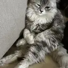 قطط للتبني المستعجل