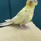 كروان اليف انثى