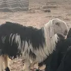 خروف نجدي صنف رباع شرط