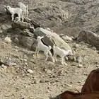 معزا خلفات للبيع