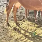 بقر ولاد للبيع يتبعها 2 ذكران