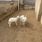 رخال